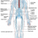 Nervous system