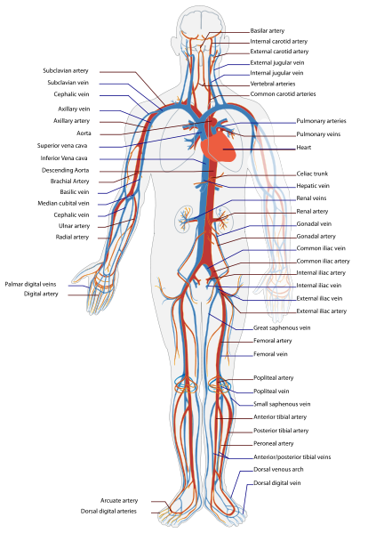 circulatory system