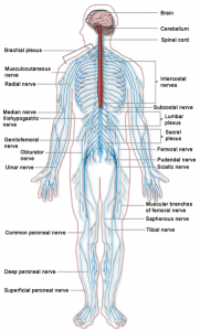 nervous system